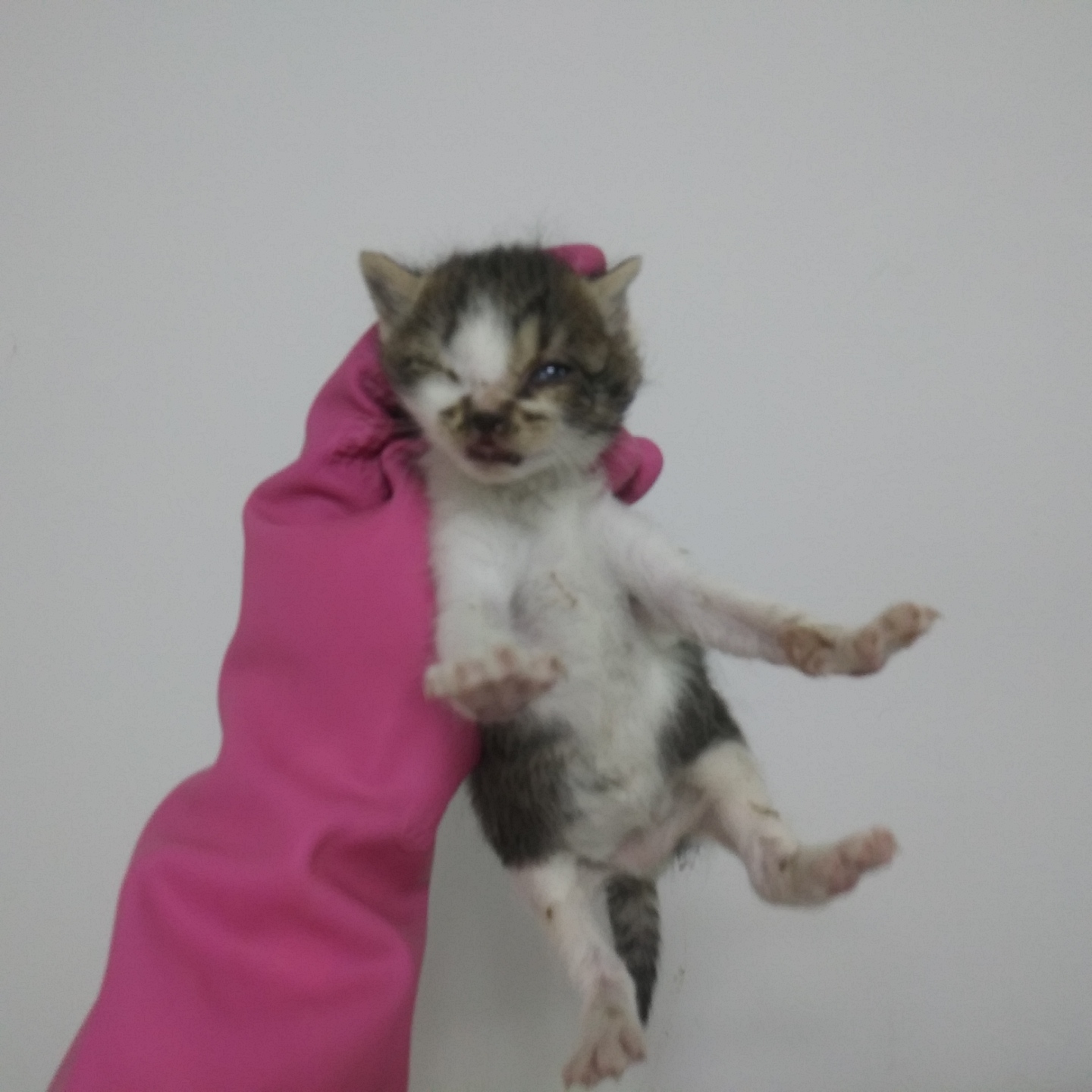 유기동물 - 한국 고양이